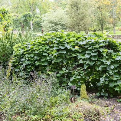 Port retombant, pleureur de cercis canadensis Traveller