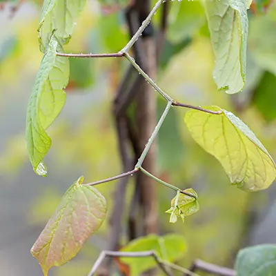 Vue sur les rameaux en zigzag du cercis canadensis zigzag
