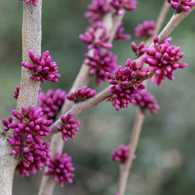 Boutons à fleurs de cercis chinensis Avondale