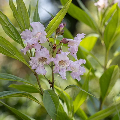 Floraison du Chitalpa tashkentensis Summer Bells