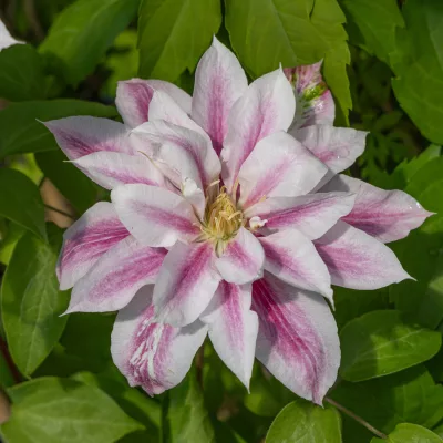 Floraison de Clematite x Andromeda