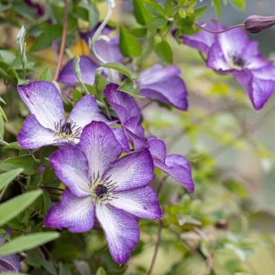 Floraison de Clematite x Night Veil