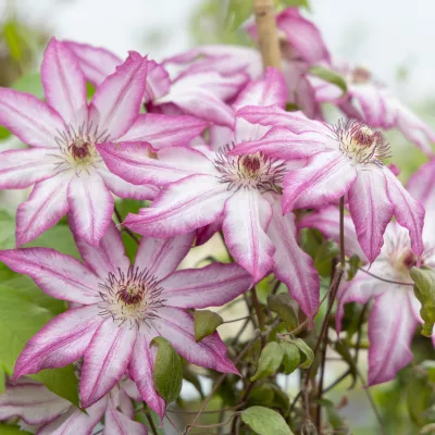 Floraison de clematis Tea