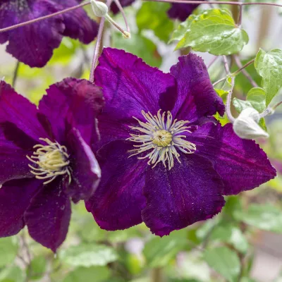 Floraison de Clematite x The Heroes of Warsaw