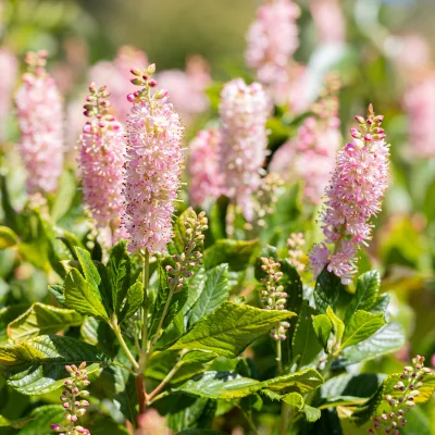 Floraison de Clethra alnifolia Ruby Spice