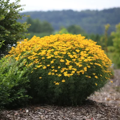 Touffe de Coreopsis verticillata Zagreb