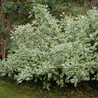 Cornouiller panaché blanc