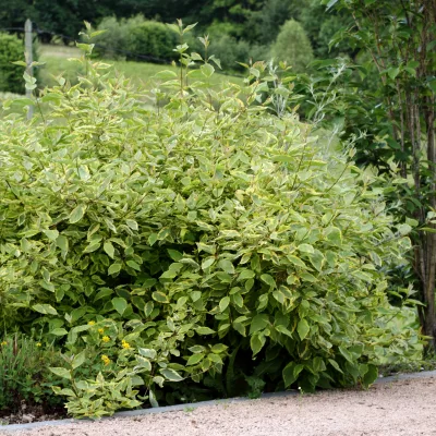 Cornus alba Gouchaultii