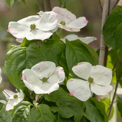 Grandes fleurs blanches de cornus x rutgersensis Hyperion
