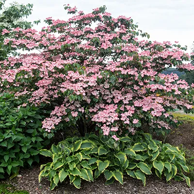 Vue sur cornus kousa satomi