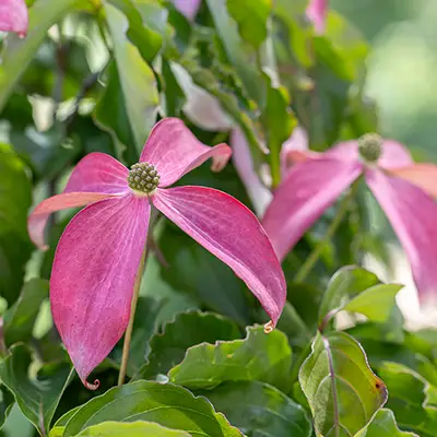 Floraison de Cornus kousa Scarlet Fire