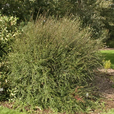 Port de cotoneaster nitens