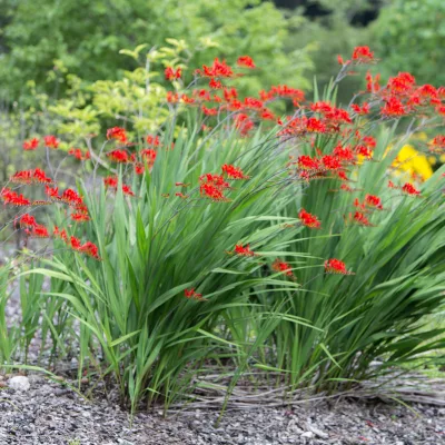Vus sur une touffe de crocosmia Lucifer