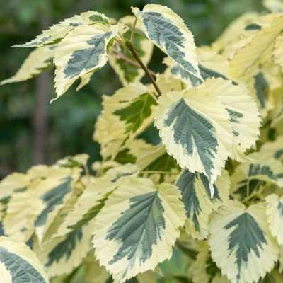 Feuillage panaché de Davidia involucrata Lady Sunshine