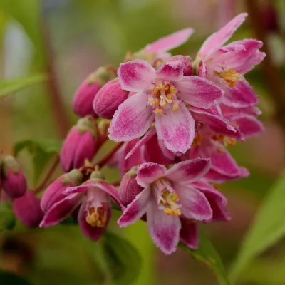 Floraison rose du deutzia magicien
