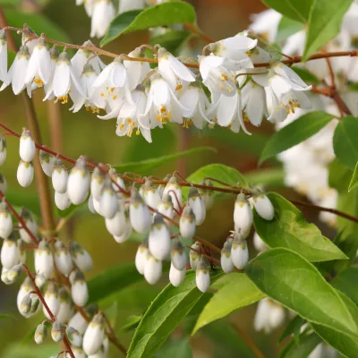 Floraison blanche de deutzia pulchra