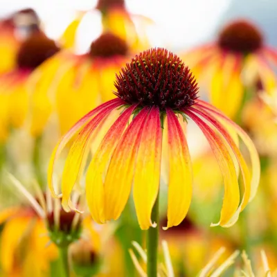 Fleur d'echinacea fiery meadow mama