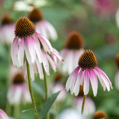 Fleurs de Echinacea x Pretty Parasols