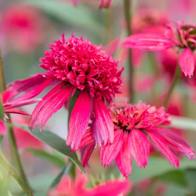 Fleurs de Echinacea purpurea Double Scoop Cranberry