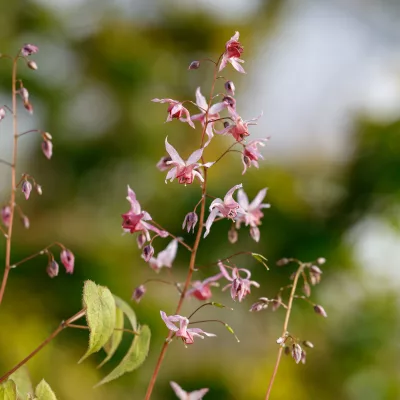 Fleurs de Epimedium x Asiatic Hybrid