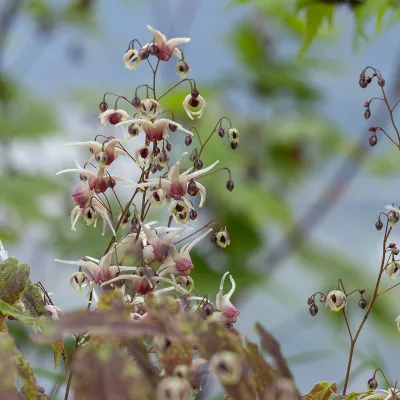 Floraison de Epimedium Domino