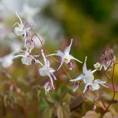 Floraison blanche de Epimedium grandiflorum White Queen