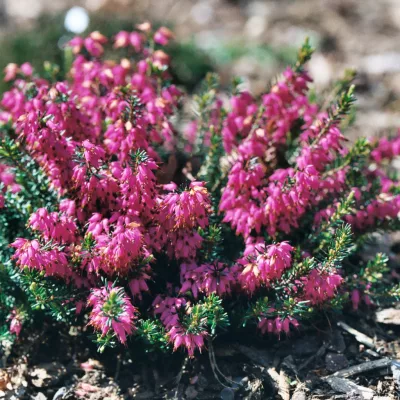 Floraison rose de erica carnea Rosalie