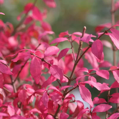 Feuillage d'automne de Euonymus alatus Ciliatodentatus