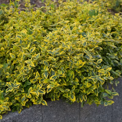 Feuillage persistant et panaché de Euonymus fortunei ‘Emerald ’n’ Gold’