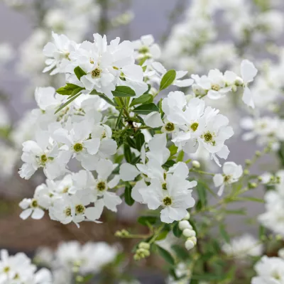 Floraison blanche de Exochorda x Niagara
