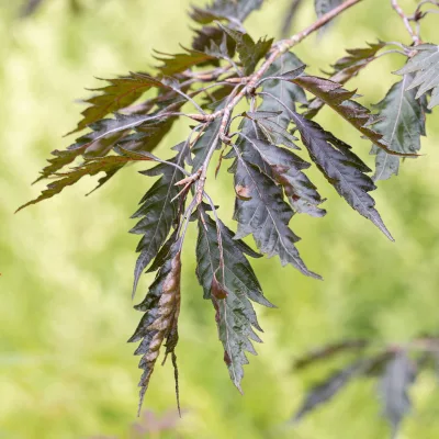 Feuillage pourpre et découpé de Fagus sylvatica Midnight Feather