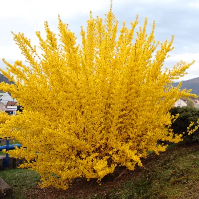 forsythia en fleur