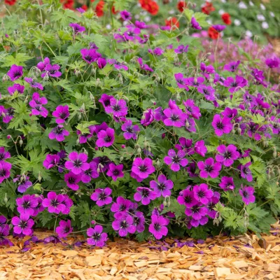 Floraison de géranium Dragon Heart