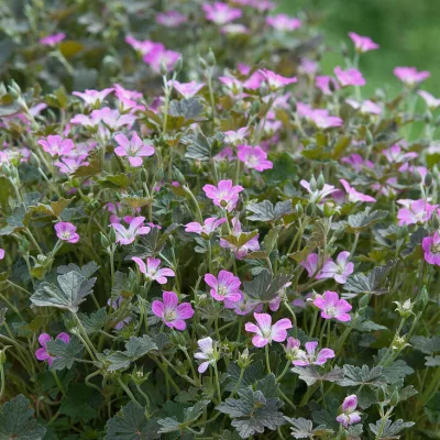 Floraison de Geranium x Orkney Cherry