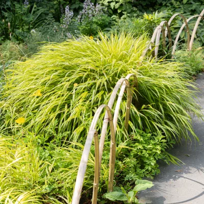 Vue sur Hakonechloa macra Aureola