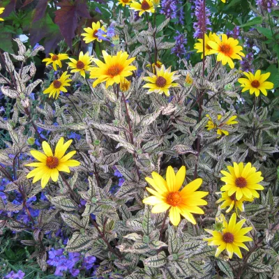 Floraison et feuillage marbré de Heliopsis Summer Pink