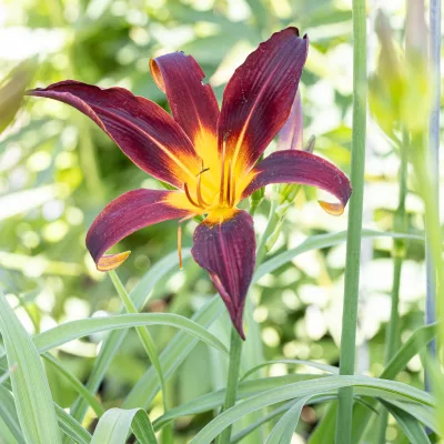 Fleurs de hemerocallis Black Plush
