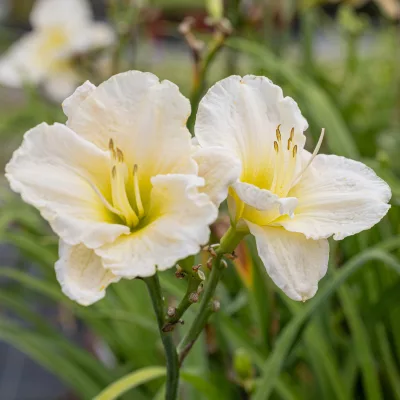 Fleurs de hemerocallis Glacier Bay