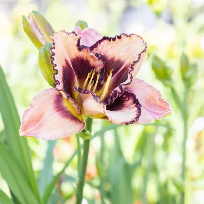 Fleurs de hemerocallis lies and lipstick