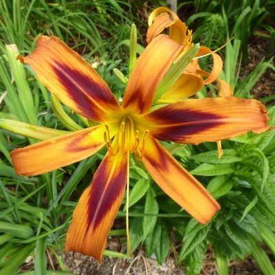Fleur de Hemerocallis x Tigereye Spider