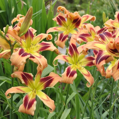 Fleurs de Hemerocallis x Wild and Wonderful