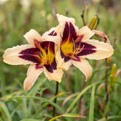 Fleurs de hemerocallis wild horses
