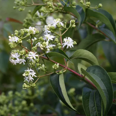 Fleurs d'heptacodium