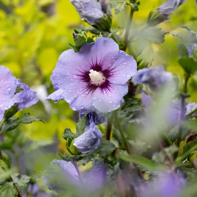 Floraison bleu de Hibiscus syriacus Marina