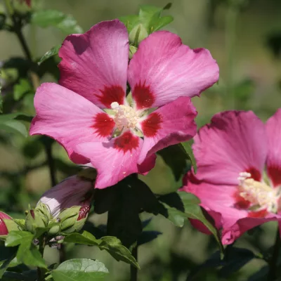 Floraison bleu de Hibiscus syriacus woodbridge