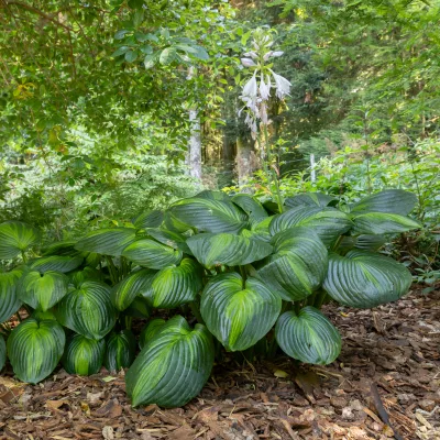 Feuillage de hosta avocado