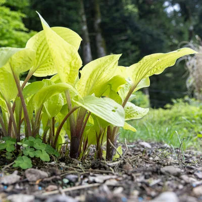 Feuilles claires de hosta Designer genes