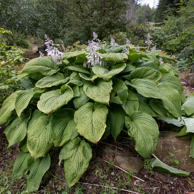 feuillage de hosta green acres