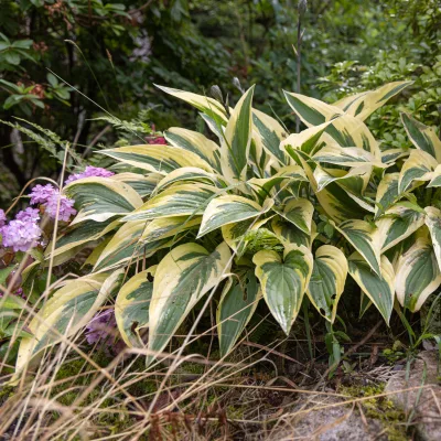 Feuillage de hosta Lakeside Dragonfly