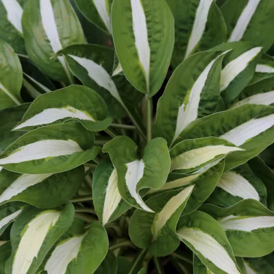 Feuillage de hosta Risky Business